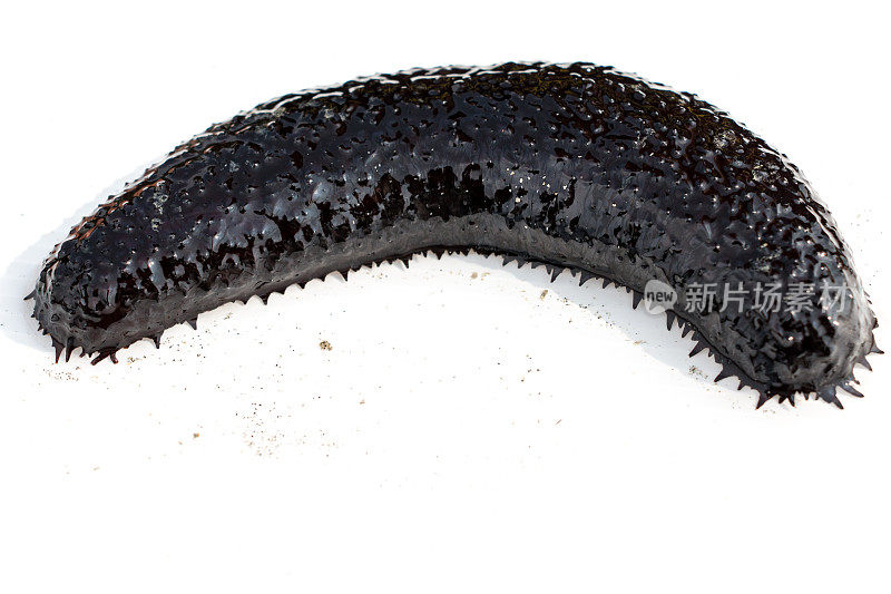 Sea cucumbers are echinoderms from the class Holothuroidea for education in Sea.